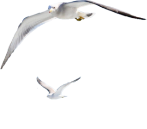 Toba seagulls